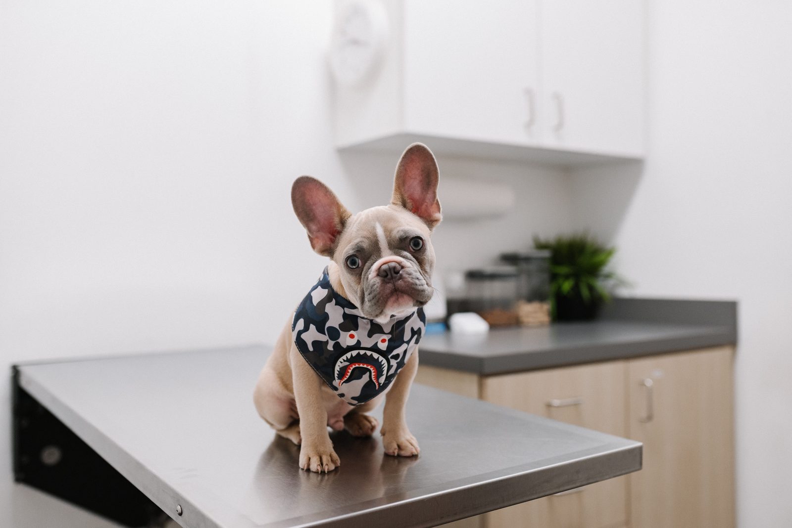 Bulldog