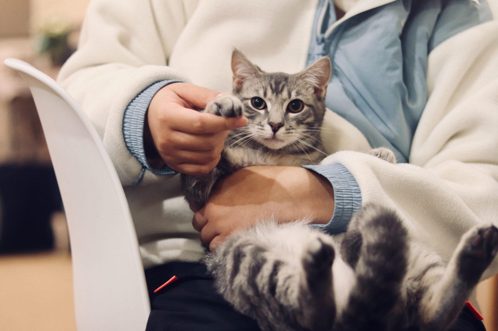 Katze